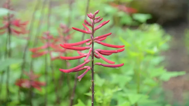 Beauty shot of flowers on campus