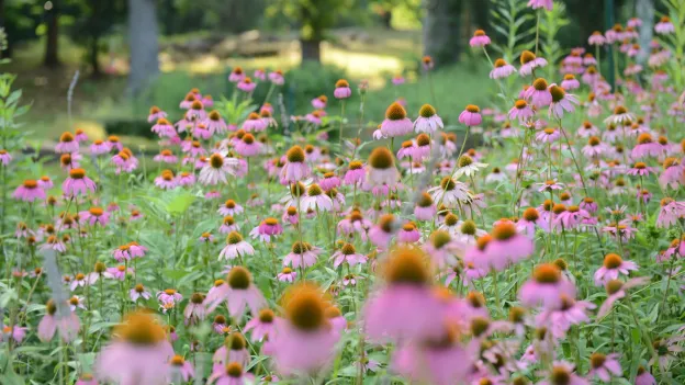 Beauty shot of flowers on campus