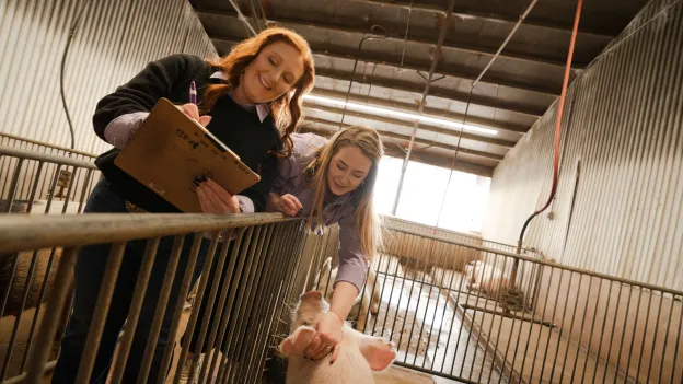 Students checking on a pig's health
