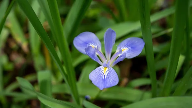 Beauty shot of flowers on campus