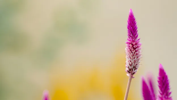 Beauty shot of flowers on campus