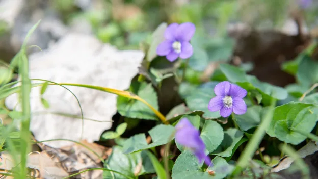 Beauty shot of flowers on campus
