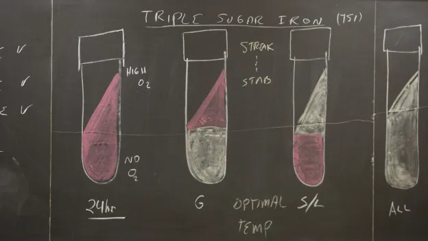 Diagrams on a chalkboard