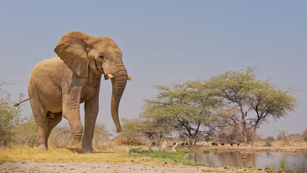 Elephant walking up to a waterhole