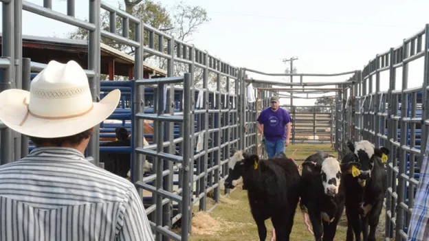 Student guiding cows