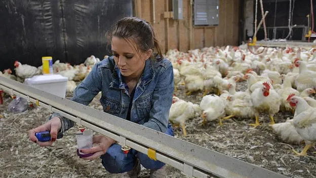Student collecting samples at the chicken farm