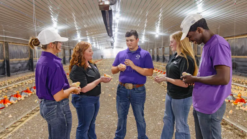 Students gather in a chicken breeding facility