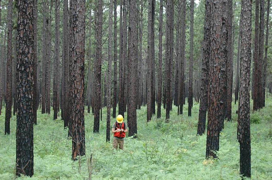 Stephen F. Austin State University’s East Texas Pine Plantation Research Project