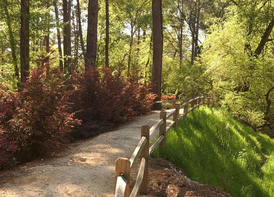 a trail through the SFA azalea garden