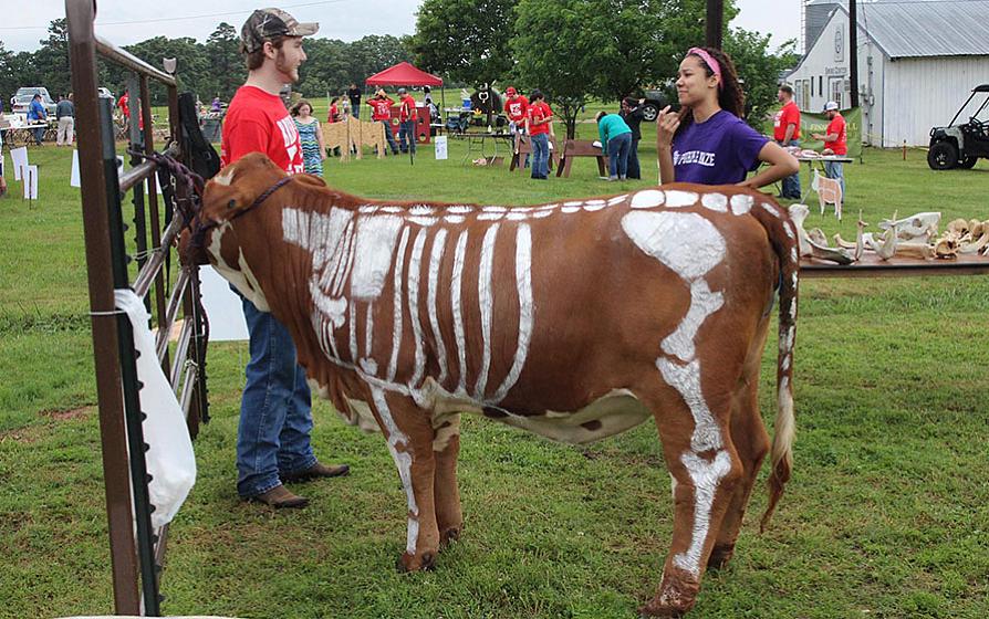breakfast on the farm