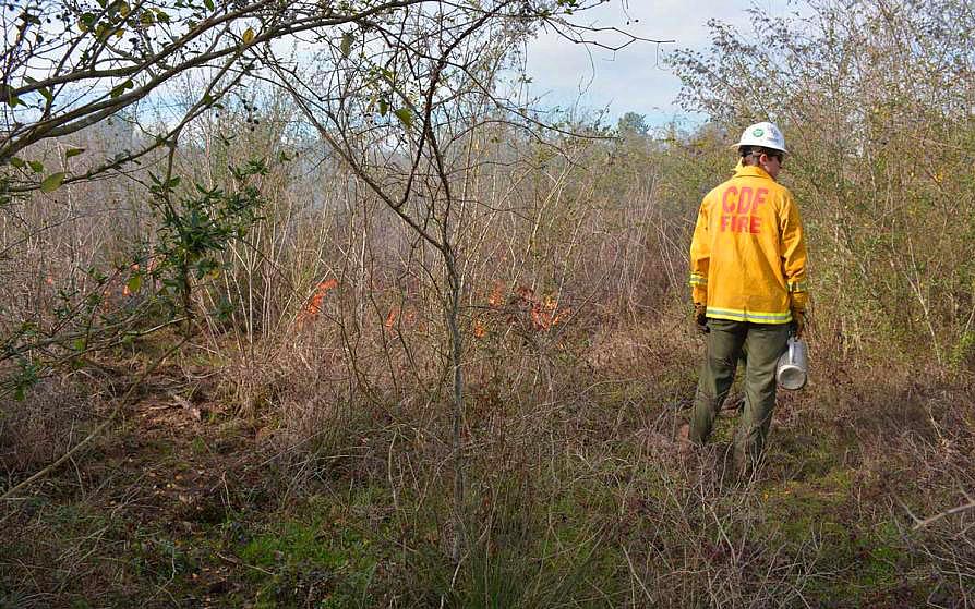 student managing a forest fire