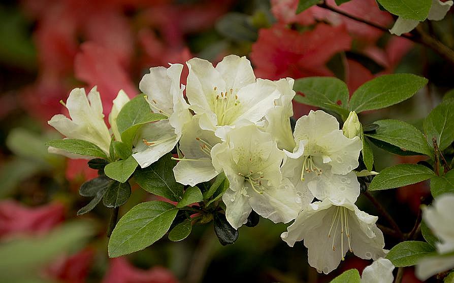 azaleas