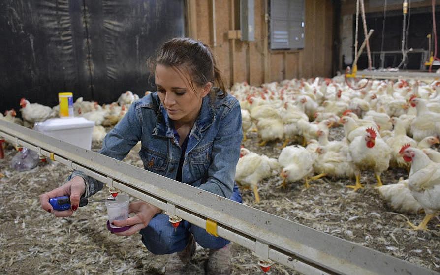 Women checking chicken feeders