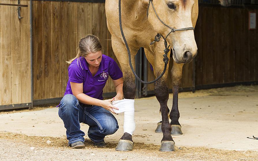 student wrapping a horse's leg
