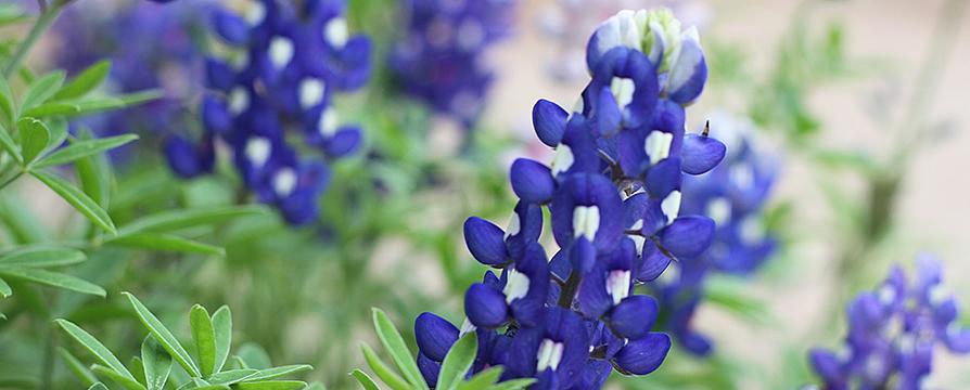 Bluebonnets