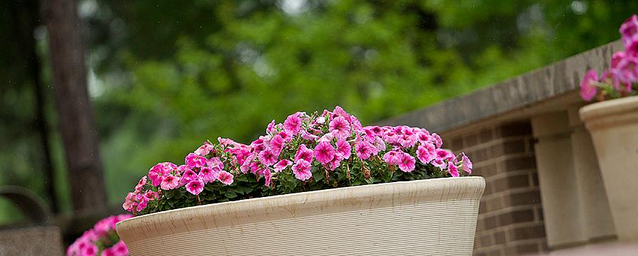 pink flowers in large flower pot