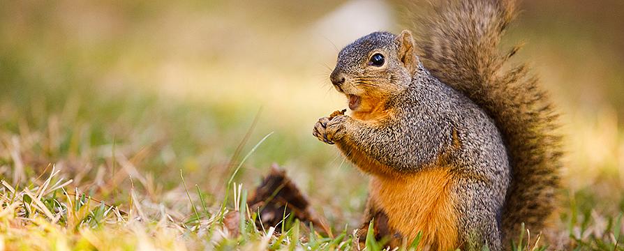 a squirrel eating a nut