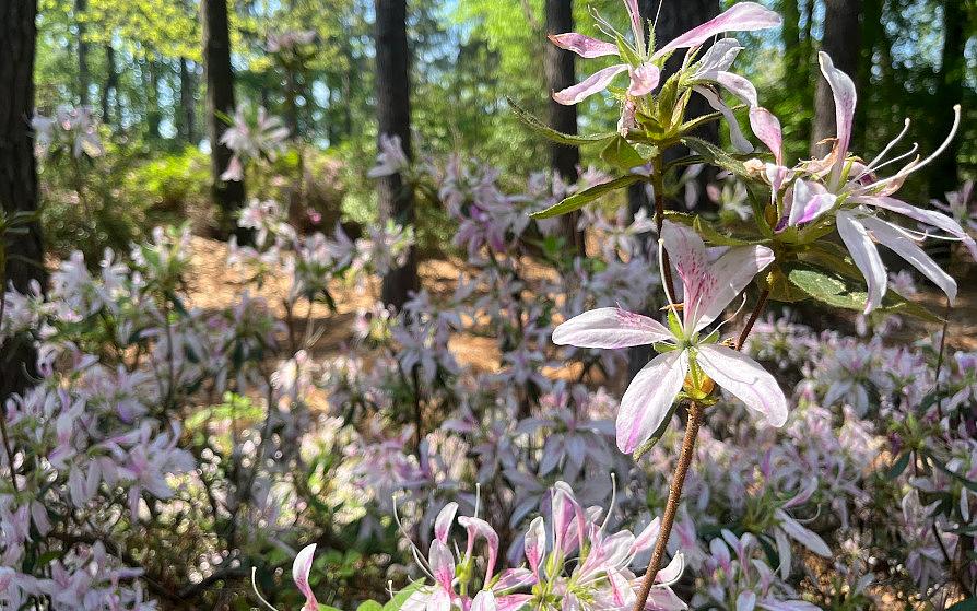 Flowers are blooming in the foreground and appear against a wooded backdrop
