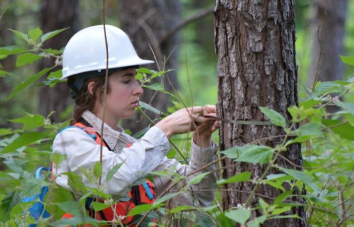 student measuring a tree
