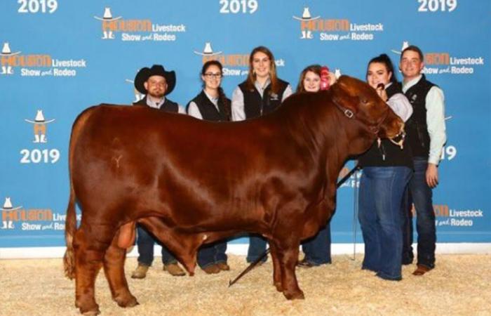 Students showing off a cow