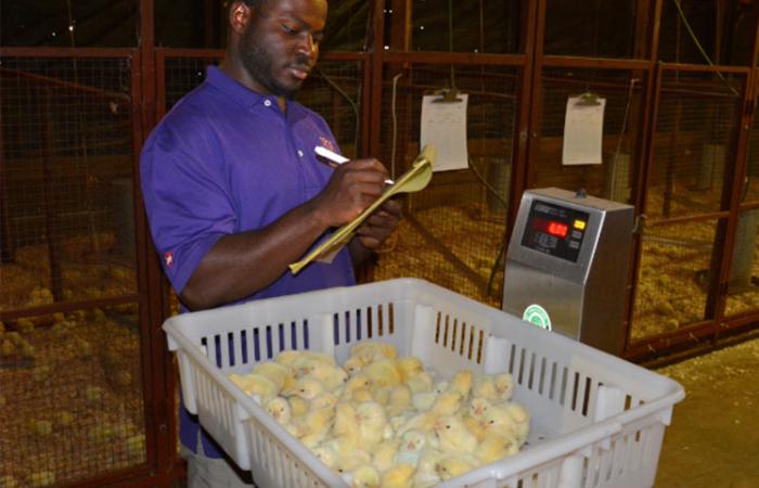 Student analyzing baby chicks