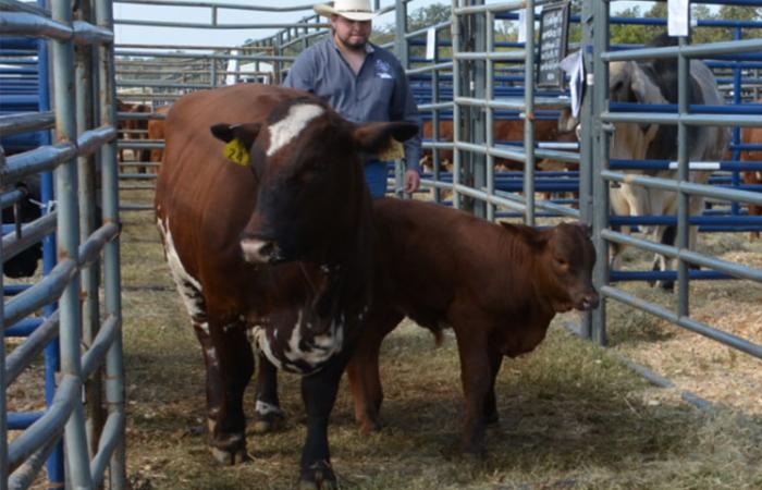 Agriculture student herding some cows