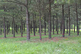 agroforestry
