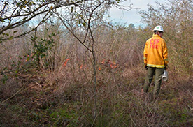 fire management