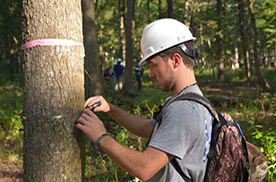 forest management