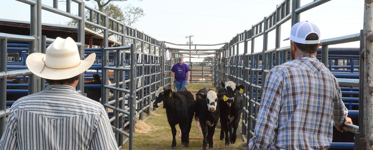 students working cattle