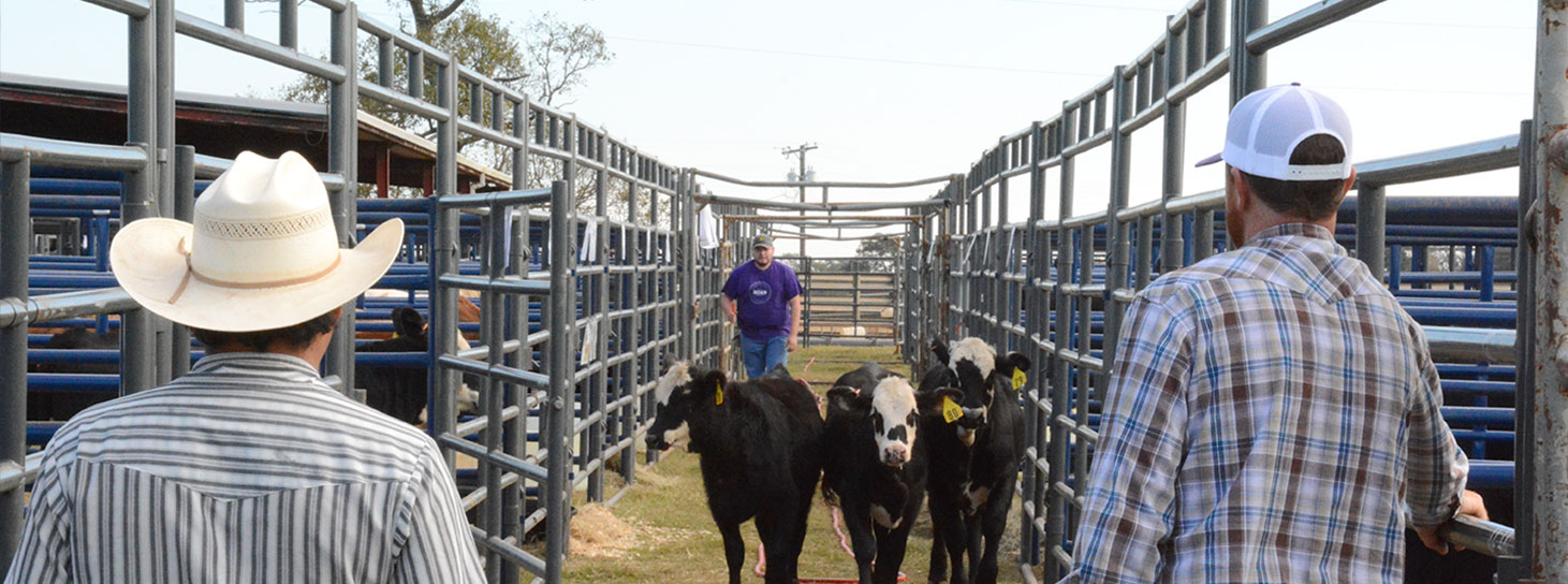 Header Image of Cattle Ranchers