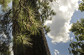 Pine Tree