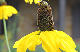 flower from the Stone Fort Museum gardens