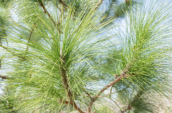 Pine leaves