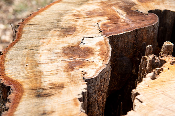 Closeup of tree trunk