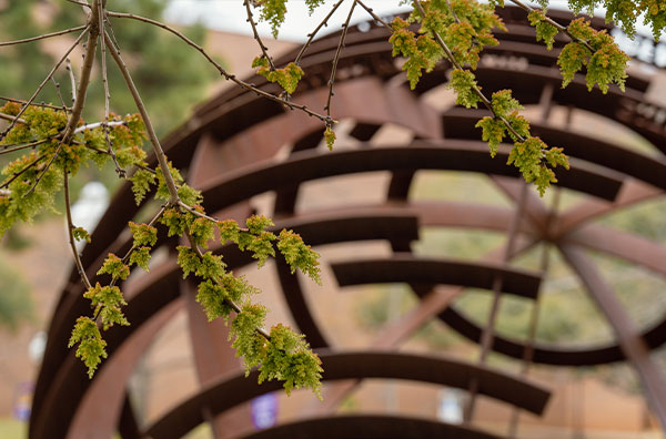 closeup of plant
