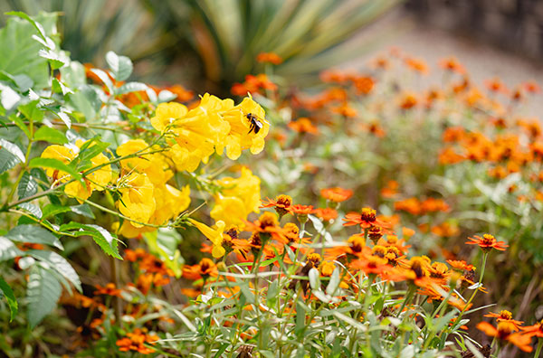Bee on flowers