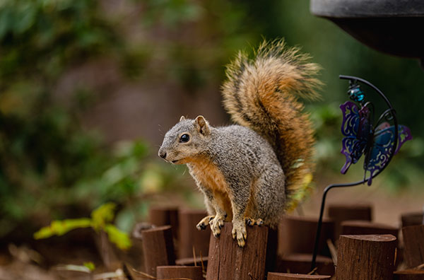 Squirrel