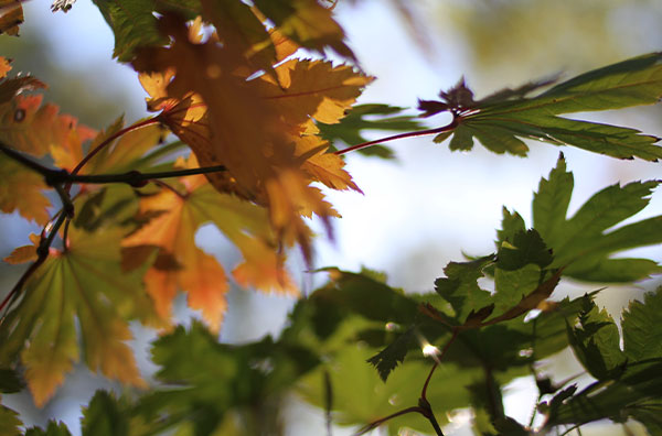 leaves