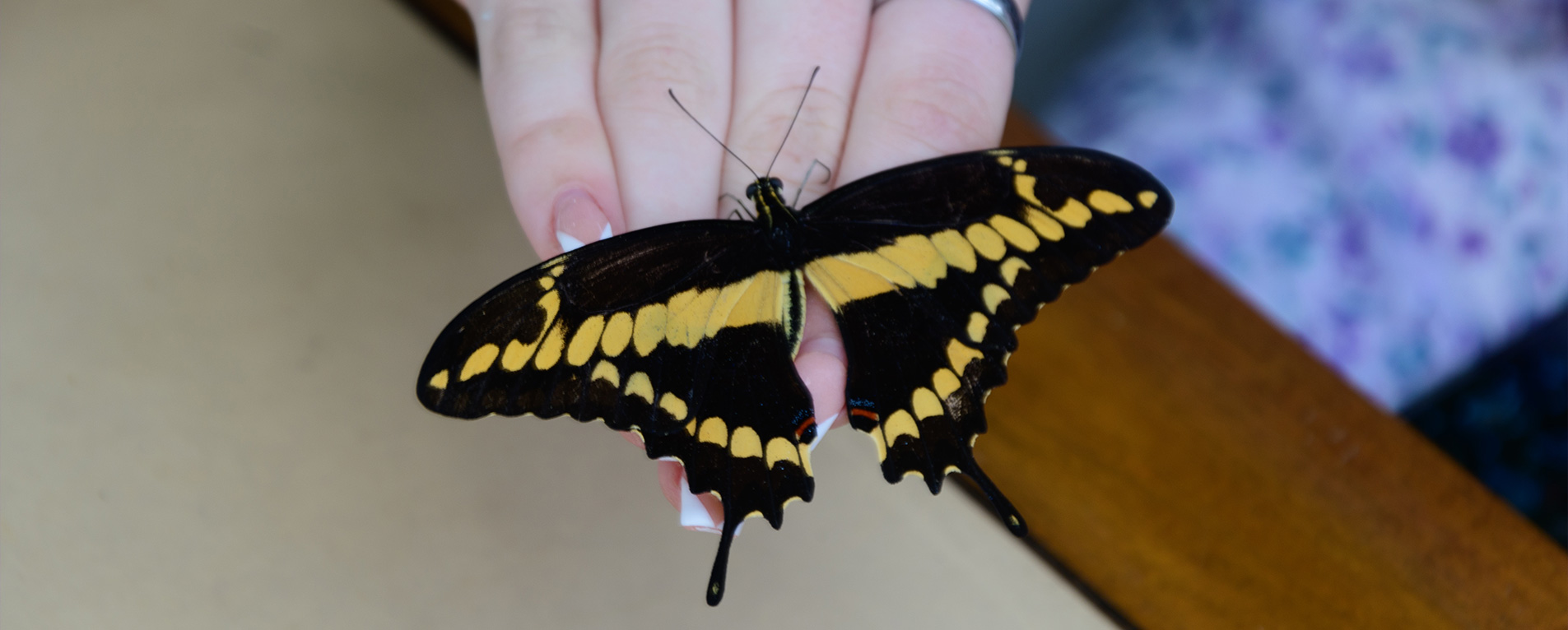Closeup of butterfly
