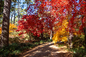 fall trees
