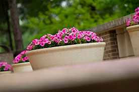 potted flowers