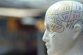 model of outline of human brain