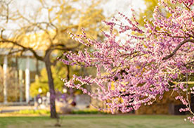 redbud