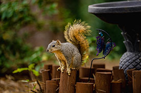 squirrel