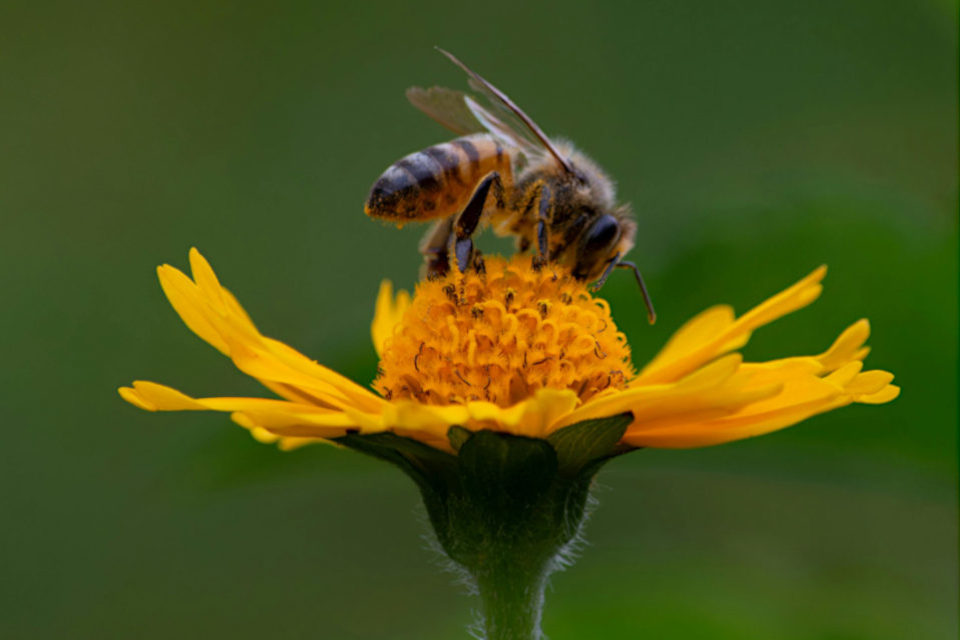 A bee pollinates a yellow flower in a closeup view with a green background