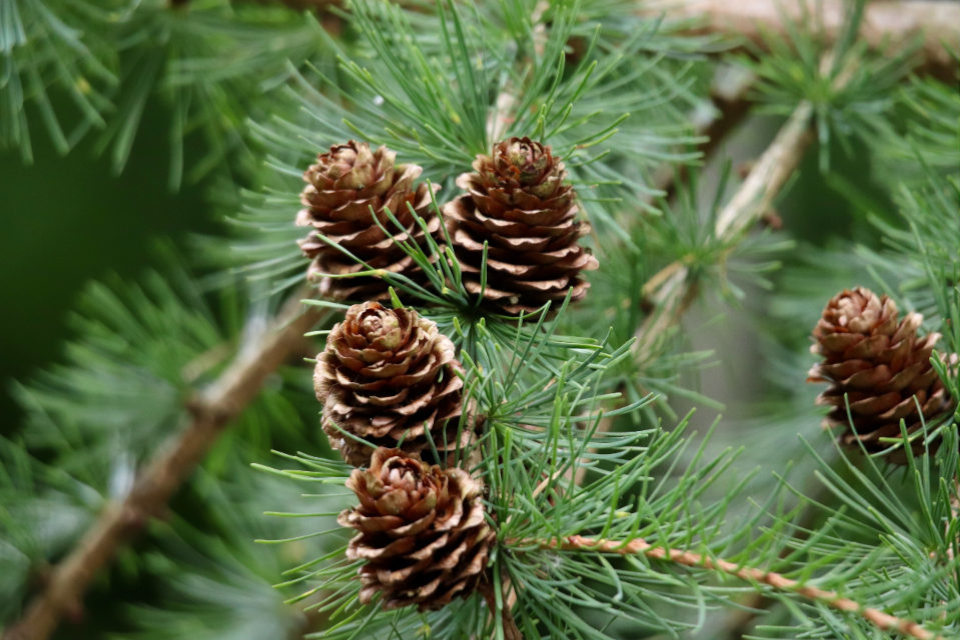 A collection of pine cones is shown growing among pine needles