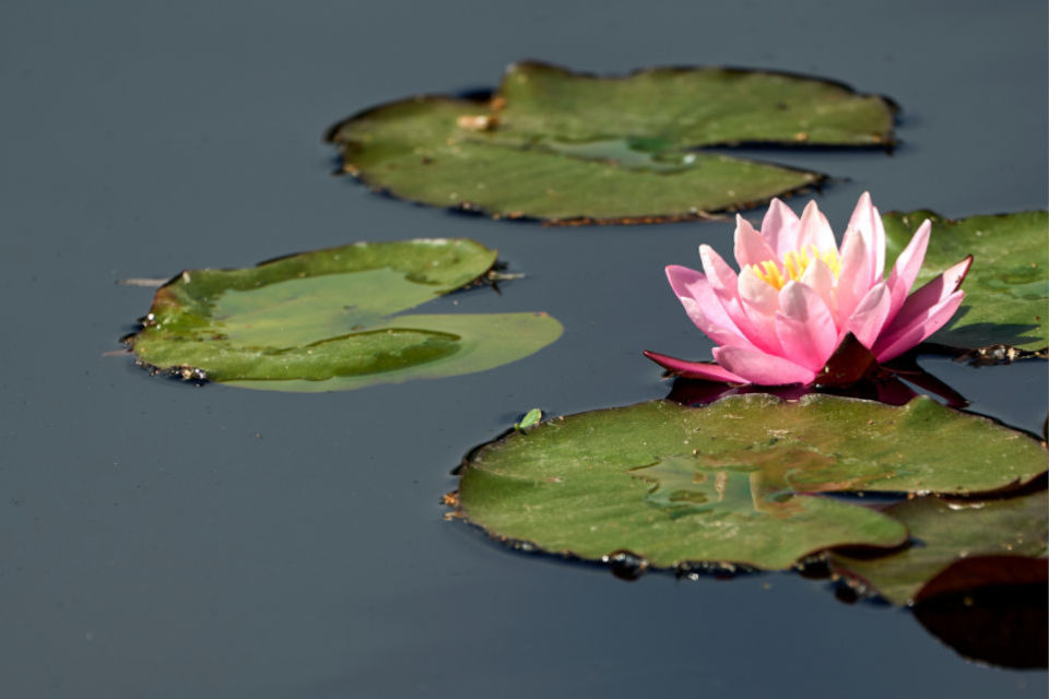Lilypads are shown floating on water with a pink bloom