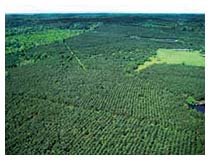 Arial shot of the Atoy property
