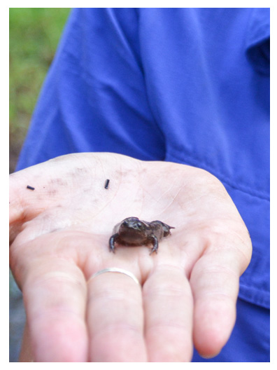 Frog sitting on person's palm